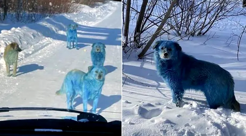 Au crezut că nu văd bine! Câini albaștri pe străzile unui oraș din Rusia. Ce spune poliția | VIDEO