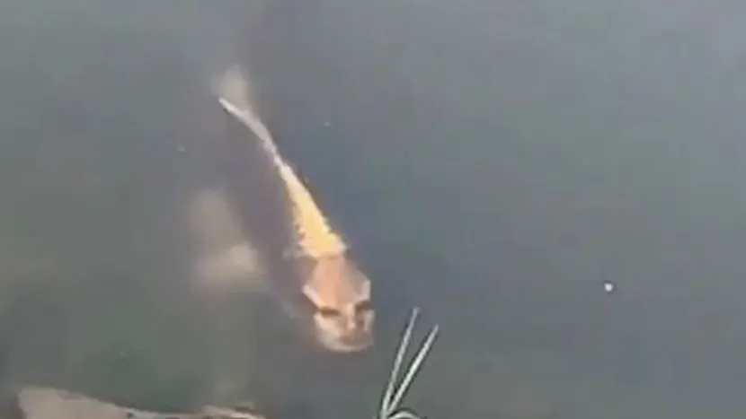 VIDEO | Un pește cu față umană a fost filmat în China! 
