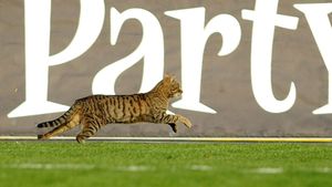 Pentru cine va fi cu ghinion? Înaintea invaziei "câinilor", Arena Națională a fost stăpânită de pisici! Derby-ul Dinamo-FCSB, "periclitat" de o problemă inedită| EXCLUSIV