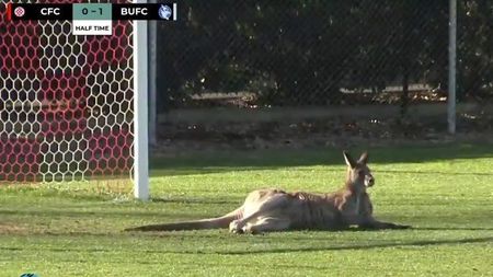 VIDEO | Australienii visează la optimile Campionatului Mondial, dar meciurile din Canberra sunt întrerupte de... canguri