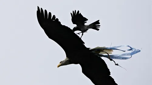 Vulturul lui Lazio a fost atacat de o…cioară