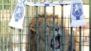 Cine e leul? Răspunsul în etapa a doua!