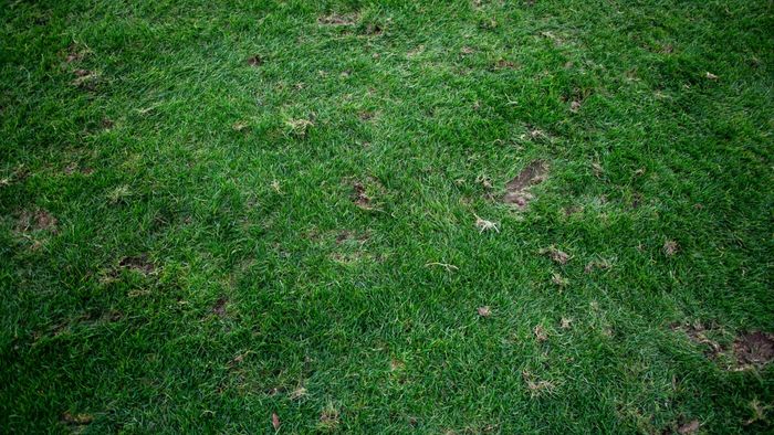 Asta este vestea pe care noul antrenor al lui Dinamo n-ar fi vrut să o audă! Cum poate să arate gazonul pe care „câinii” caută abia a treia victorie în Superliga. FOTO EXCLUSIV