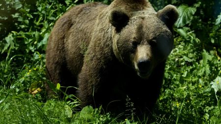 Un urs a atacat un grup de turiști. Un bărbat de 62 de ani a murit