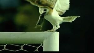 VIDEO INCREDIBIL!** O bufniță a vrut să mănânce cina pe bara porții la Uruguay - Chile! "DRAMA" care a urmat: