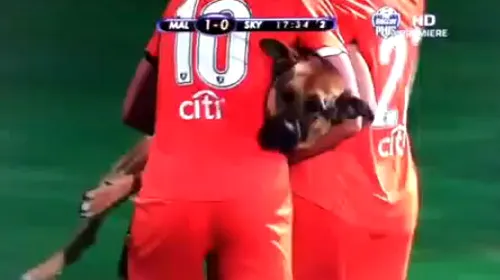 VIDEO AMUZANT** Un câine a întrerupt un meci de fete și s-a lăsat scos de pe teren abia după ce a fost mângâiat :)