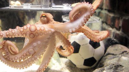 Atentat la prezicător! Mâncați-l pe Paul!