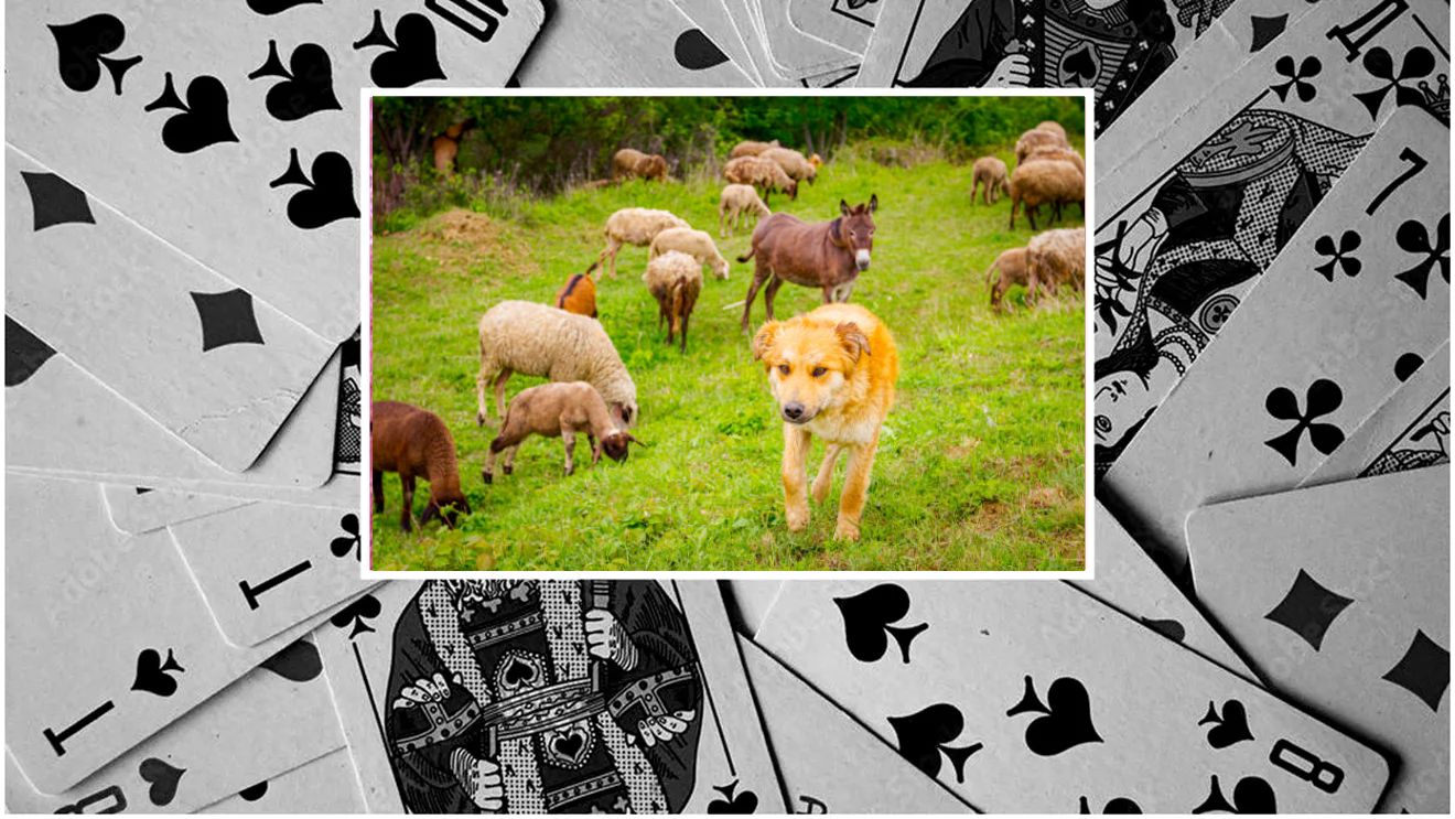 „Am câștigat la poker 80 de oi, un măgar și un câine”. Ce a făcut celebrul milionar român cu „jackpotul” nemaivăzut