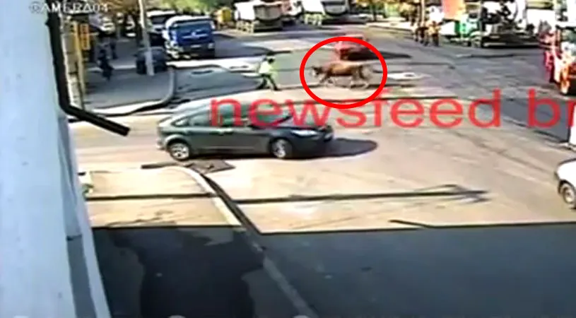 VIDEO INCREDIBIL! Coridă pe străzile Brăilei! Un polițist care dirija circulația a fost lovit de un TAUR