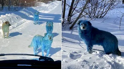 Au crezut că nu văd bine! Câini albaștri pe străzile unui oraș din Rusia. Ce spune poliția | VIDEO
