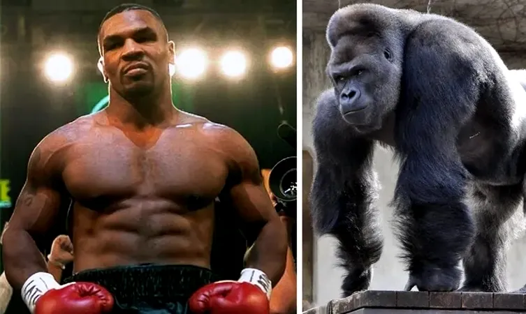 Mike Tyson i-a oferit 10.000 de dolari unui îngrijitor de la o grădină zoologică pentru a se lupta cu o gorilă