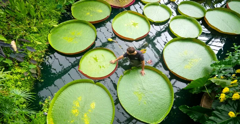 Cercetătorii au descoperit o nouă specie de nuferi pentru prima dată în peste 100 de ani. Sunt cei mai mari din lume