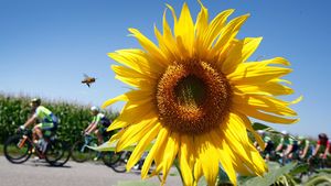IMAGINEA ZILEI | Albina și furnicile: momentul în care Turul Franței devine nesemnificativ într-un câmp de floarea soarelui 