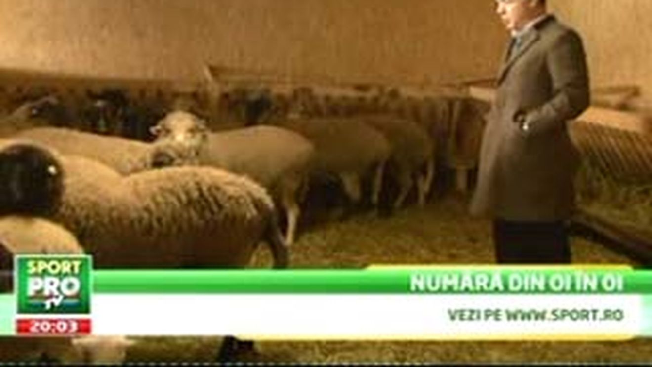 VIDEO** Gigi Becali a pus termopane la grajdul oilor!