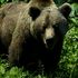 Un urs a atacat un grup de turiști. Un bărbat de 62 de ani a murit