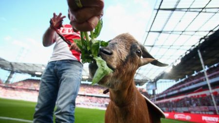 Ziua în care o tradiție de 70 de ani a fost învinsă de pandemia de COVID-19. Țapul Hennes nu a avut voie la meciul FC Koln-Mainz