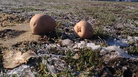 Cartofii au răsărit pe teren, jucătorii au făcut slalom printre roabele cu nisip la încălzire! FOTO | De unde vin imaginile incredibile chiar și pentru fotbalul românesc: "Mulțumim FRF pentru astfel de omologări!"