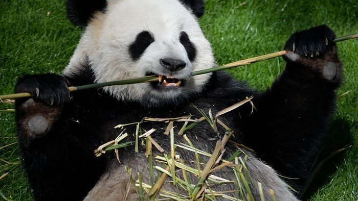 CM 2014. Autoritățile chineze au interzis ca mai mulți ursuleți panda să prezică rezultatele de la turneul final 