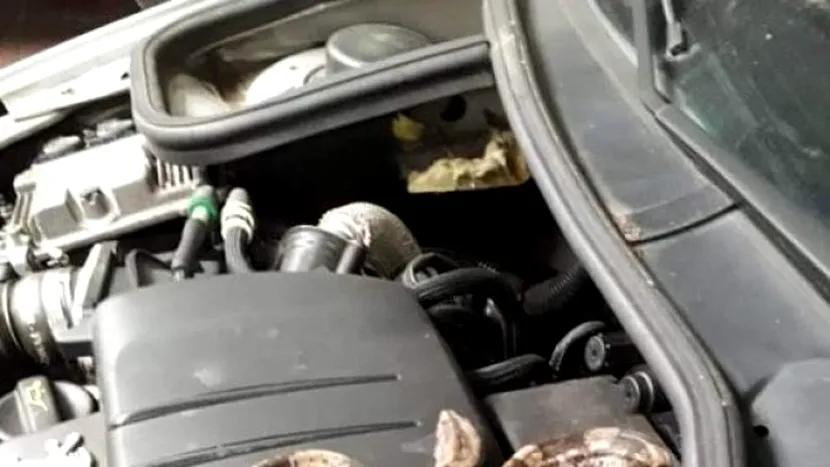 Un mecanic a găsit un șarpe boa sub capota unei mașini