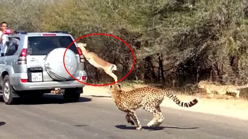 VIDEO INCREDIBIL: Cum a scăpat o antilopă de atacul unor gheparzi