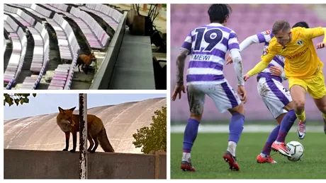 O vulpe dă târcoale de câteva săptămâni fotbalului timișorean! A fost inclusiv în tribunele stadionului ”Dan Păltinișanu”, la meciul în care ”lupii” Petrolului au pierdut cu ASU Poli | FOTO