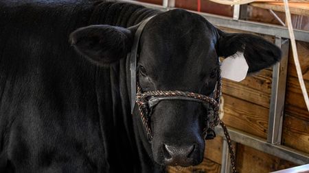 Milionarul care vrea să fie noul primar al Bucureștiului a dat lovitură cu cea mai modernă fermă de vită Angus din Europa: „Un taur se vinde cu 60.000 de euro!”