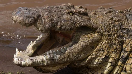 A căzut în râul plin cu crocodili și rechini-taur! Ce s-a întâmplat apoi cu legendarul jucător