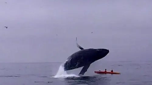 Cum să păcălești moartea: o balenă de 36 de tone s-a prăbușit peste doi tineri aflați într-un caiac | VIDEO ȘOCANT