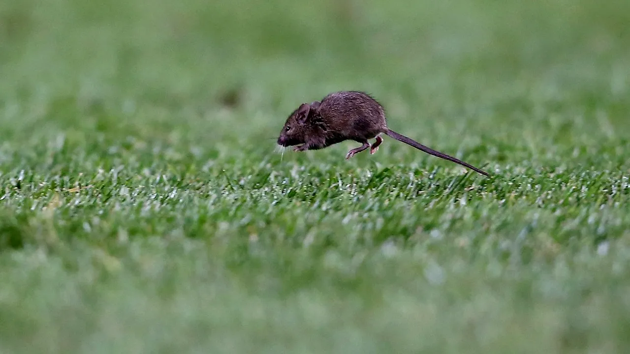 Miliardarele șeicilor nu l-au putut opri! Un șoarece a intrat pe stadionul bogaților de la Manchester City: imaginile fac înconjurul planetei. VIDEO