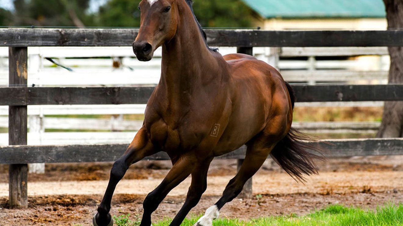 Căpitanul Guy Disney a scris povestea primului jocheu cu proteză care concurează în Regatul Unit. Finalul l-a găsit pe podium