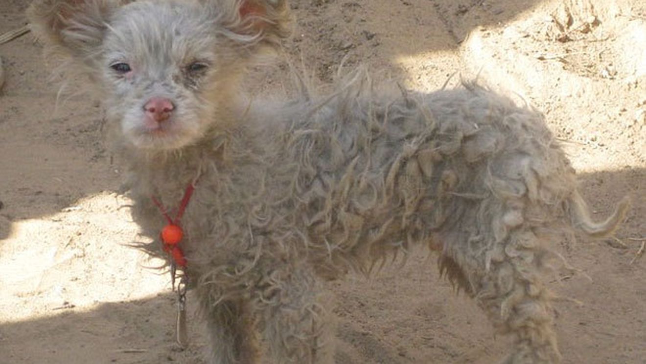 FOTO Steaua și Dinamo pot fuziona!** S-a născut mascota "Clasicului" Steaua-Dinamo :)