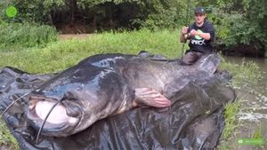 VIDEO INCREDIBIL | Un pescar a reușit să prindă cel mai mare somn înregistrat vreodată. Cât măsoară "monstrul" și unde a fost capturat