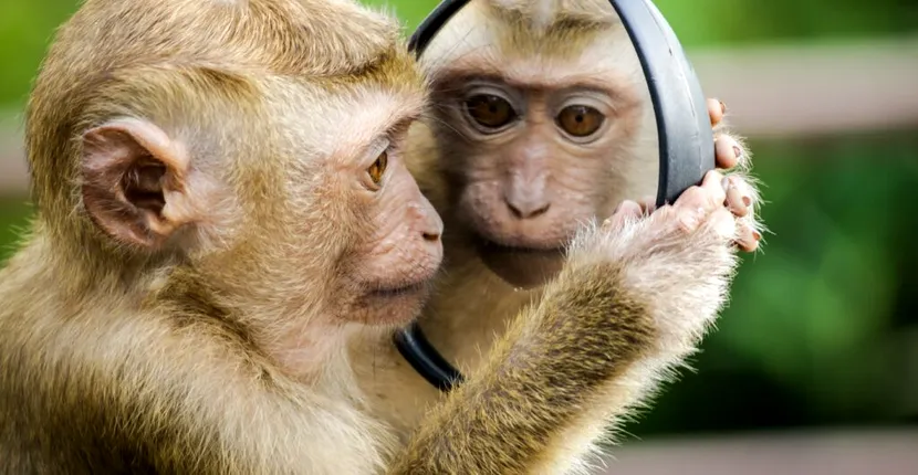 Un studiu avertizează că virusul din maimuțe este pregătit să infecteze oamenii