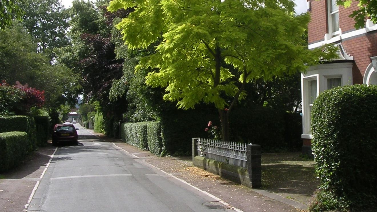 Milionarul de 74 de ani a câştigat războiul cu vecinii săi de peste drum şi 7 smochini de peste jumătate de veac pot fi tăiați acum