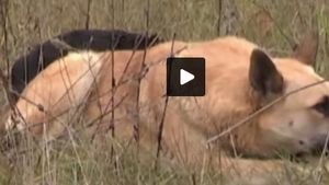 VIDEO Calitatea pe care nimeni nu o poate "antrena". Cel mai loial câine din lume! Clipul care a înduioșat mii de oameni