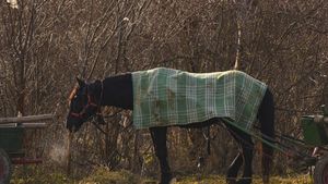 Milionarul care a fost acuzat că vinde tot şi fuge în Dubai a reacționat: „Când pui calul să tragă căruța, e nărăvaş. Mai dai două bice până își ia el drumul”