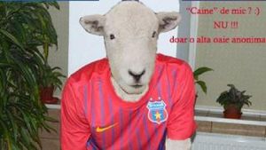 Dezamăgire mare în rândul dinamoviștilor! FOTO** I-au modificat poza lui Pârvulescu de pe contul de Facebook