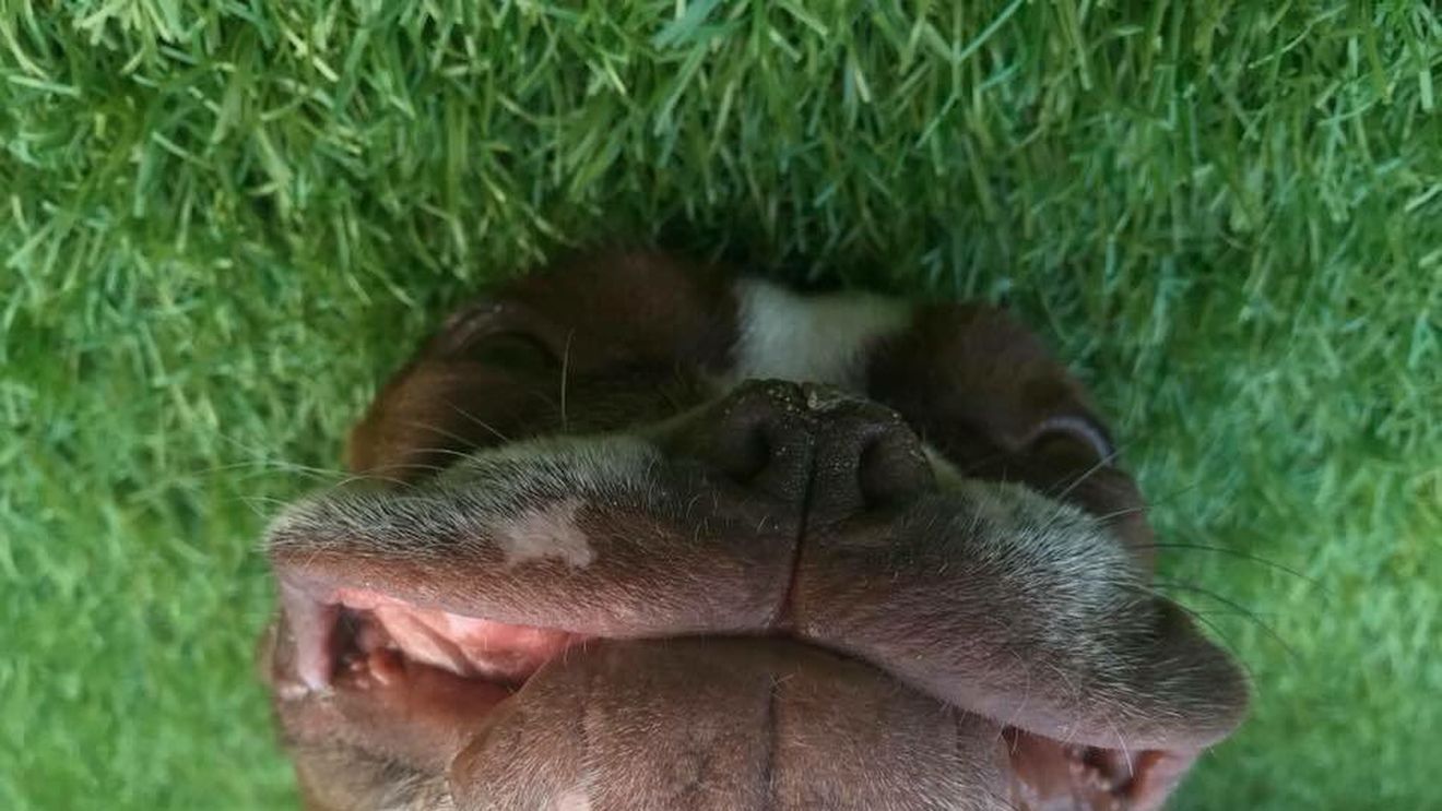 "Se caută un câine să alunge vulpile". Anunțul a fost făcut de o echipă de fotbal din Anglia