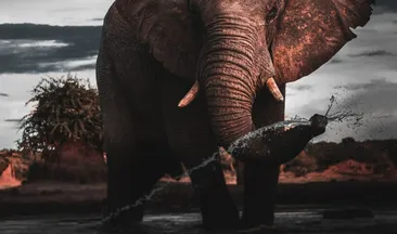 Rămăşiţele unor elefanţi cu o vechime de 12.000 de ani au fost descoperite în Chile