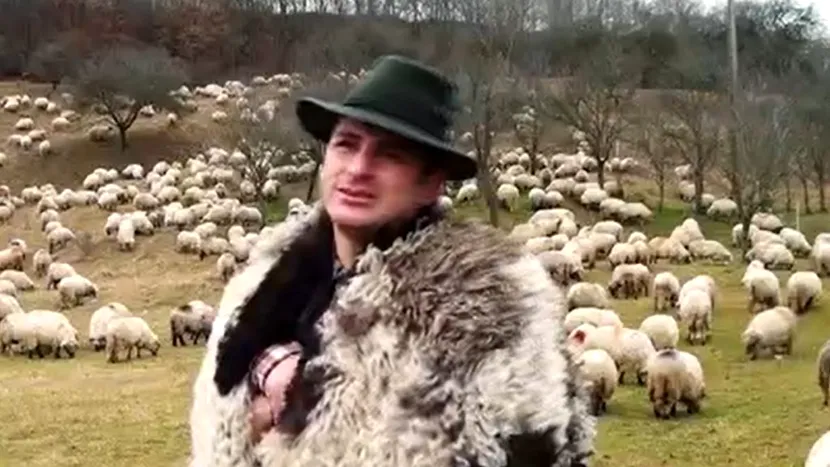 Povestea ciobanului modern. Ștefan se ocupă de sute de oi și este student la două facultăți