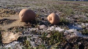 Cartofii au răsărit pe teren, jucătorii au făcut slalom printre roabele cu nisip la încălzire! FOTO | De unde vin imaginile incredibile chiar și pentru fotbalul românesc: "Mulțumim FRF pentru astfel de omologări!"