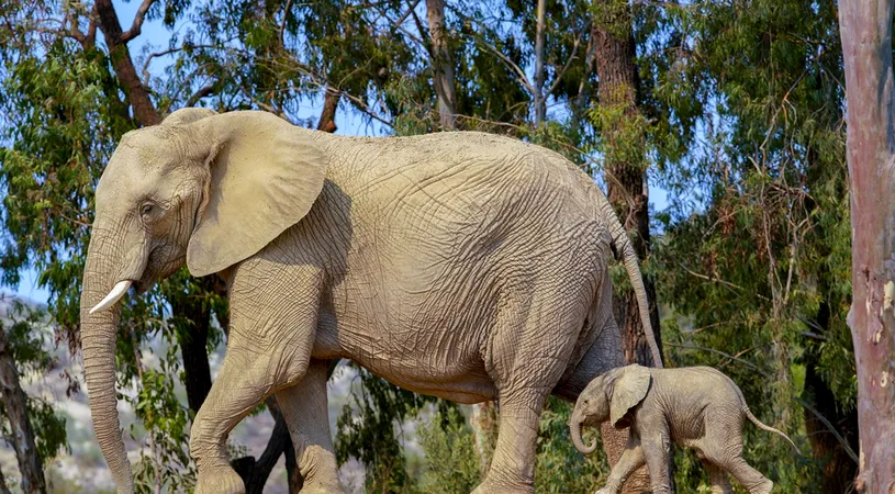 Mister total în Botswana! Toată lumea se întreabă cum au putut muri aproape 200 de elefanți: „Încă așteptăm rezultatele!”