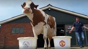 A "prezis" corect câștigătorul alegerilor din Olanda, din 11 opțiuni, iar acum a fost pusă la încercare pentru finala Europa League. VIDEO Alegerea făcută de văcuța Sijtje dintre Ajax și Manchester United :)