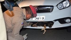 Miracol pe șosea! FOTO: Cum a supraviețuit acest câine după ce a fost lovit de o mașină