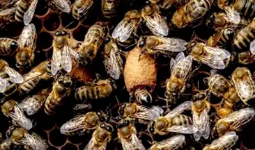 Un bărbat a decedat, după ce a fost înțepat de albinele despre care credea că erau reîncarnarea rudelor sale. ”Nu înțelegem de ce au fost atât de supărate pe el”