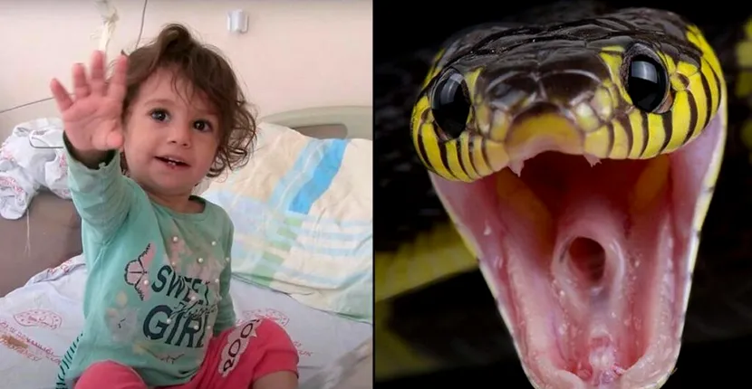 O fetiță de doi ani s-a răzbunat pe șarpele care a mușcat-o de buze. Micuța și-a înfipt dinții în reptilă și a ucis-o