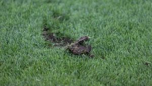 Imagini deplorabile cu gazonul de pe Arena Națională! Fotbaliștilor de la FCSB nu le-a venit să creadă cum arăta | FOTO PROSPORT