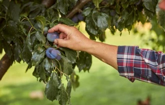 BANCUL ZILEI. Bulă vede pe eticheta unei sticle de țuică 2 prune: - Cum vine treaba asta?