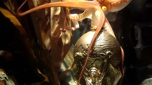 Caracatița Paul, oracolul Cupei Mondiale, a murit!**