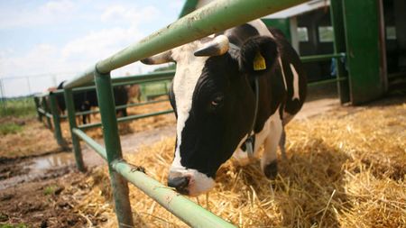 Doar farmecul vieții îi mai aduce pe fani la stadion!** Porumboiu a râs de condițiile din Giulești: "Și la vaci este mai curat decât la ei"